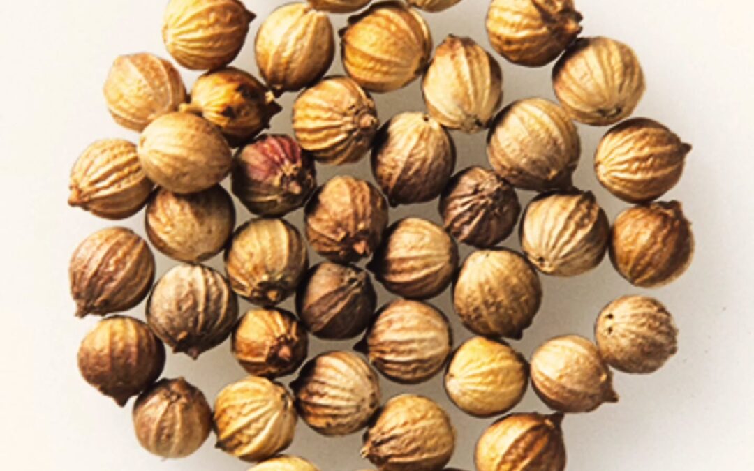 コリアンダー『パクチー』